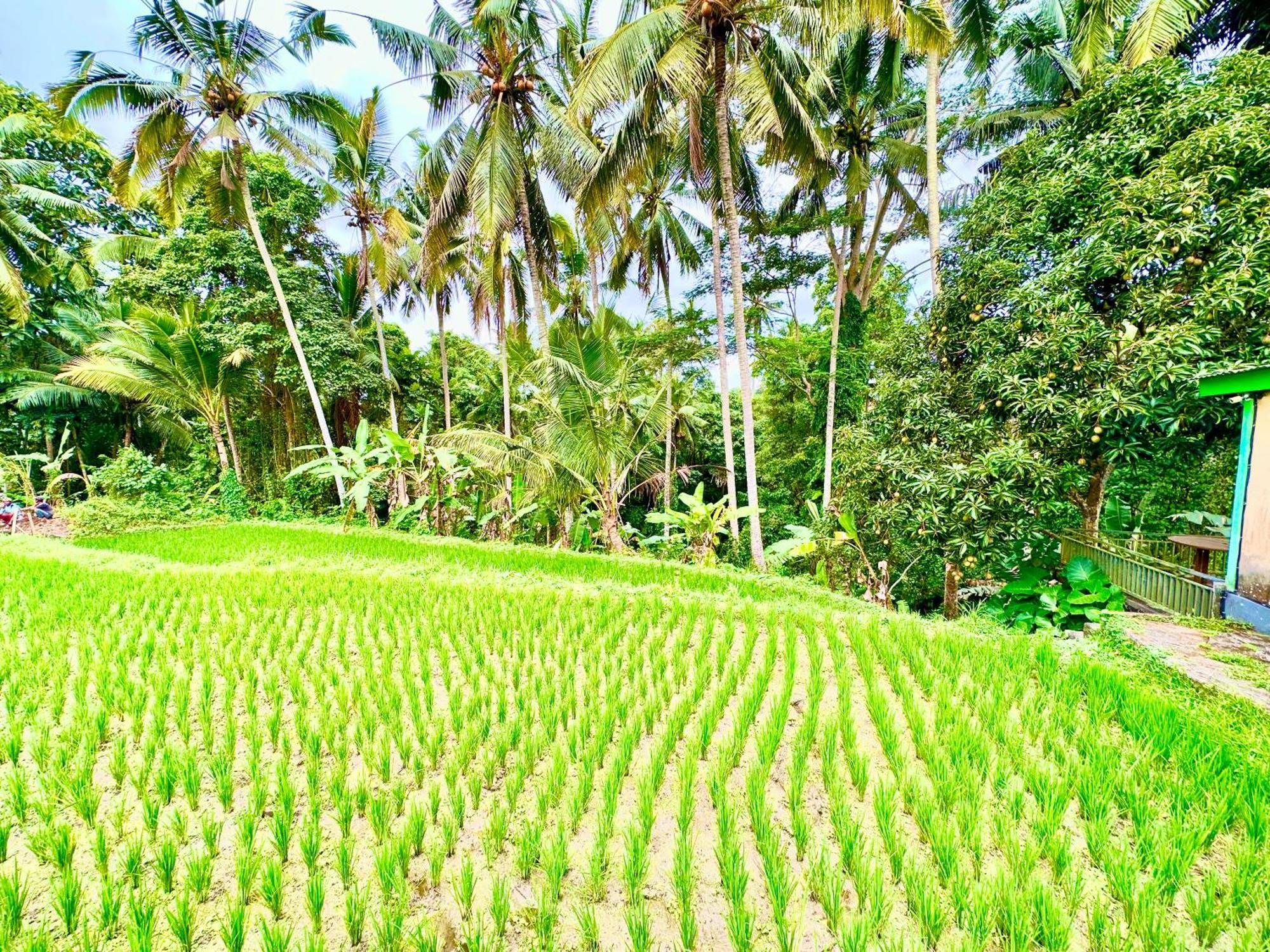 Dupa Ubud Ngoại thất bức ảnh